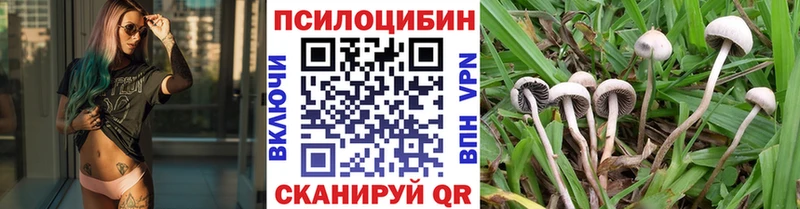блэк спрут зеркало  Воскресенск  Псилоцибиновые грибы Psilocybine cubensis 